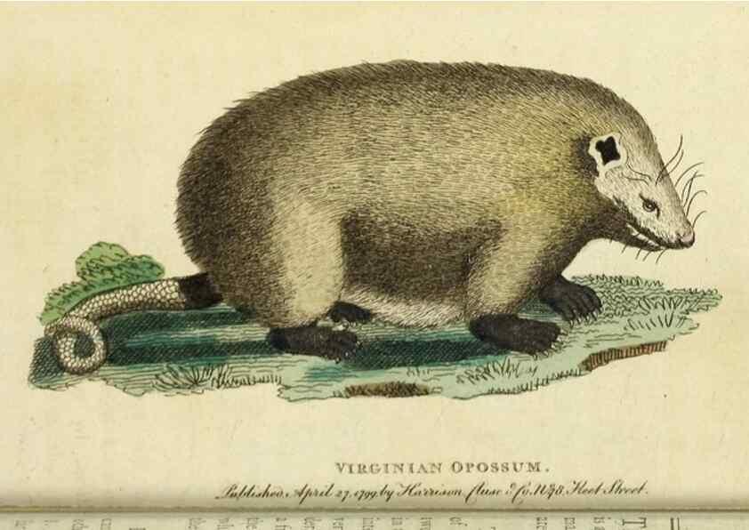 Reproducción/Reproduction 49090861058: The Naturalist's Pocket Magazine or compleat cabinet of the curiosities and beauties of nature.. London.. 