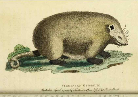 Reproducción/Reproduction 49090861058: The Naturalist's Pocket Magazine or compleat cabinet of the curiosities and beauties of nature.. London.. 