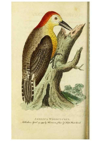 Reproducción/Reproduction 49091575407: The Naturalist's Pocket Magazine or compleat cabinet of the curiosities and beauties of nature.. London.. 