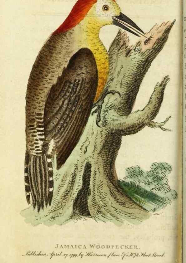 Reproducción/Reproduction 49091575407: The Naturalist's Pocket Magazine or compleat cabinet of the curiosities and beauties of nature.. London.. 