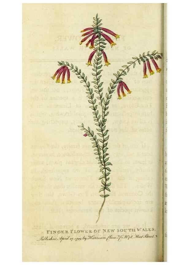 Reproducción/Reproduction 49090861653: The Naturalist's Pocket Magazine or compleat cabinet of the curiosities and beauties of nature.. London.. 