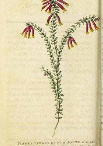 Reproducción/Reproduction 49090861653: The Naturalist's Pocket Magazine or compleat cabinet of the curiosities and beauties of nature.. London.. 