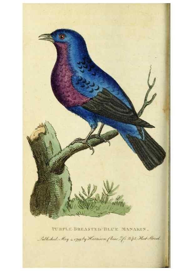 Reproducción/Reproduction 49090862408: The Naturalist's Pocket Magazine or compleat cabinet of the curiosities and beauties of nature.. London.. 