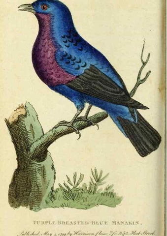 Reproducción/Reproduction 49090862408: The Naturalist's Pocket Magazine or compleat cabinet of the curiosities and beauties of nature.. London.. 