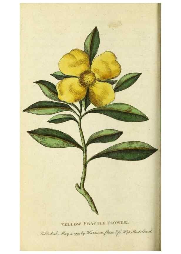 Reproducción/Reproduction 49091576842: The Naturalist's Pocket Magazine or compleat cabinet of the curiosities and beauties of nature.. London.. 