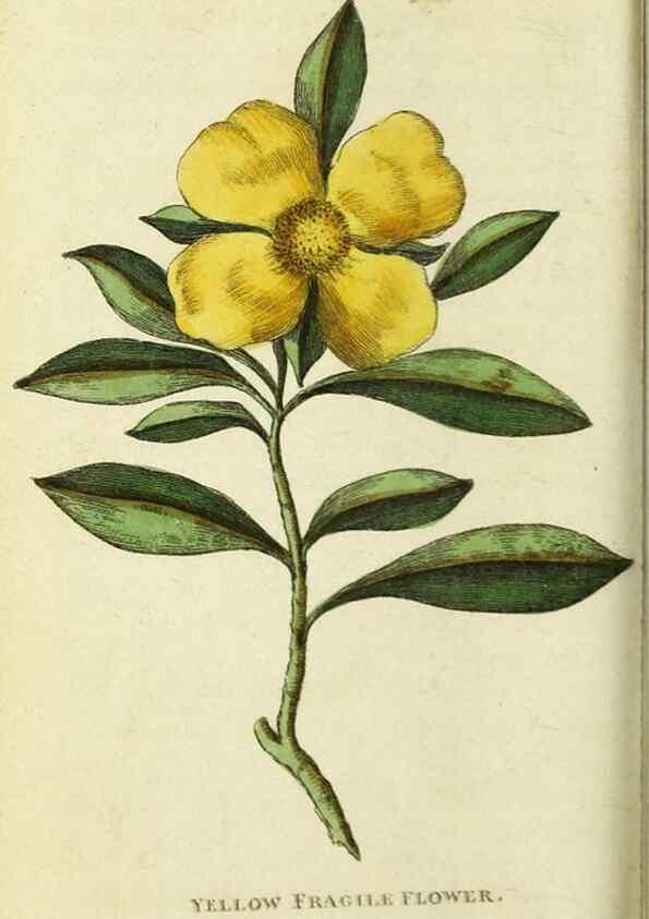 Reproducción/Reproduction 49091576842: The Naturalist's Pocket Magazine or compleat cabinet of the curiosities and beauties of nature.. London.. 