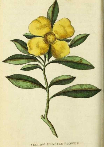 Reproducción/Reproduction 49091576842: The Naturalist's Pocket Magazine or compleat cabinet of the curiosities and beauties of nature.. London.. 