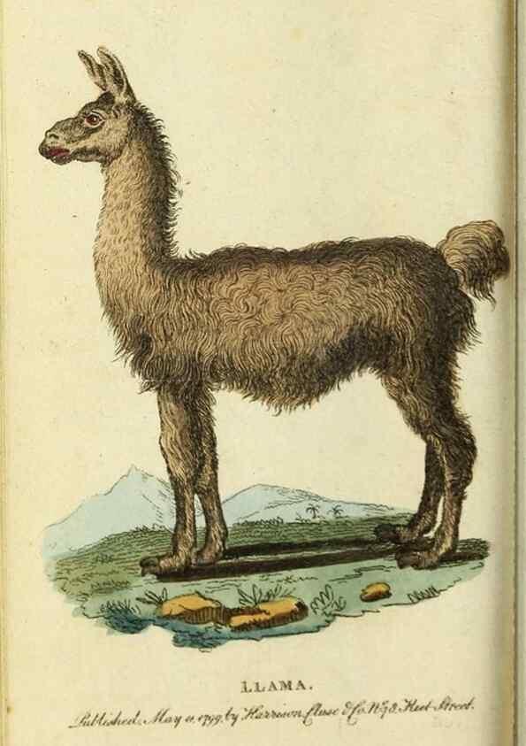 Reproducción/Reproduction 49091374861: The Naturalist's Pocket Magazine or compleat cabinet of the curiosities and beauties of nature.. London.. 