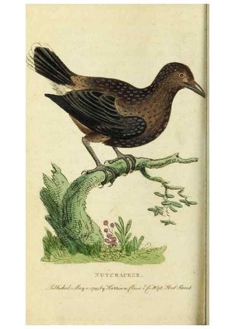 Reproducción/Reproduction 49091577517: The Naturalist's Pocket Magazine or compleat cabinet of the curiosities and beauties of nature.. London.. 