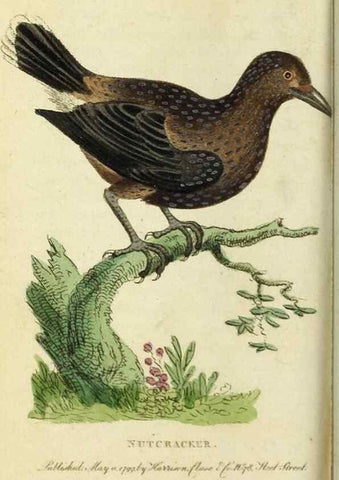Reproducción/Reproduction 49091577517: The Naturalist's Pocket Magazine or compleat cabinet of the curiosities and beauties of nature.. London.. 