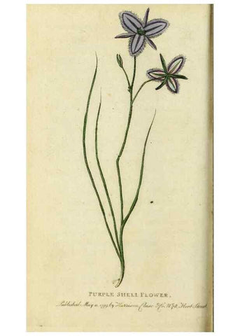 Reproducción/Reproduction 49091375496: The Naturalist's Pocket Magazine or compleat cabinet of the curiosities and beauties of nature.. London.. 