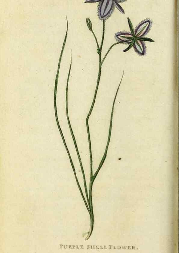 Reproducción/Reproduction 49091375496: The Naturalist's Pocket Magazine or compleat cabinet of the curiosities and beauties of nature.. London.. 