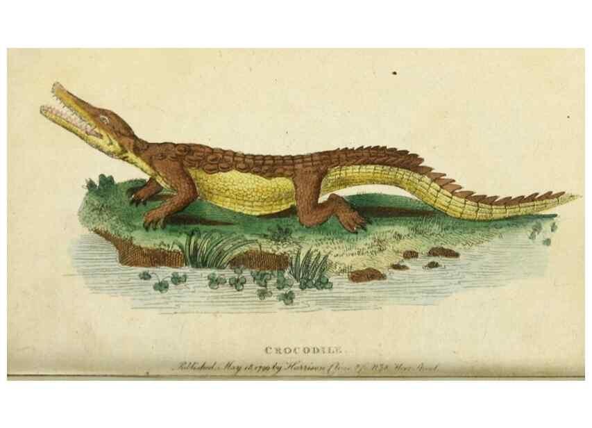 Reproducción/Reproduction 49091578262: The Naturalist's Pocket Magazine or compleat cabinet of the curiosities and beauties of nature.. London.. 