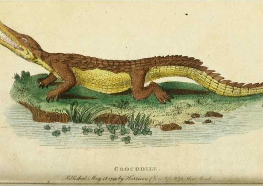 Reproducción/Reproduction 49091578262: The Naturalist's Pocket Magazine or compleat cabinet of the curiosities and beauties of nature.. London.. 