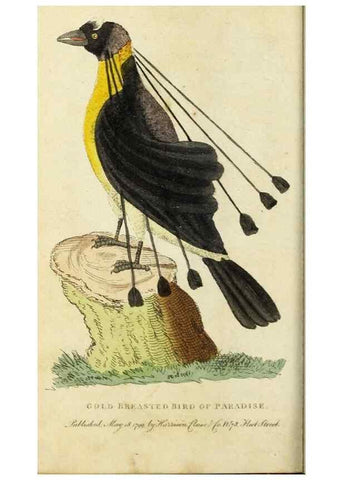 Reproducción/Reproduction 49091578602: The Naturalist's Pocket Magazine or compleat cabinet of the curiosities and beauties of nature.. London.. 