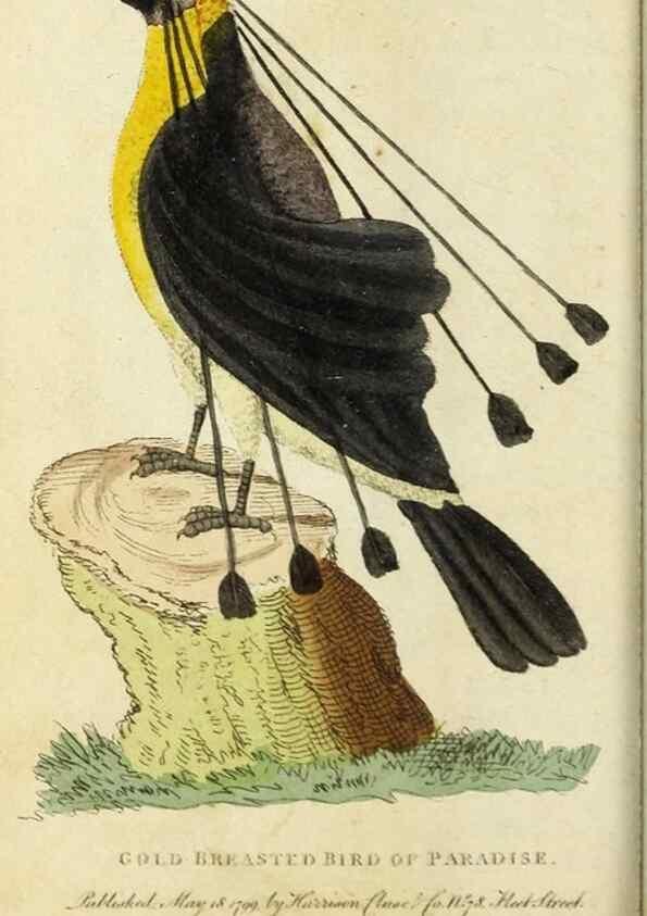 Reproducción/Reproduction 49091578602: The Naturalist's Pocket Magazine or compleat cabinet of the curiosities and beauties of nature.. London.. 