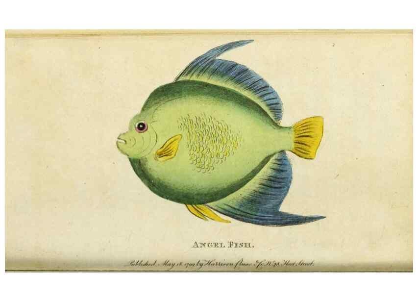 Reproducción/Reproduction 49090864793: The Naturalist's Pocket Magazine or compleat cabinet of the curiosities and beauties of nature.. London.. 