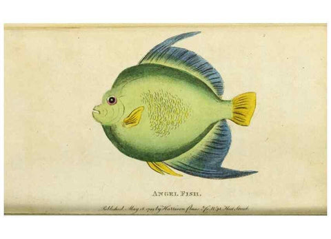 Reproducción/Reproduction 49090864793: The Naturalist's Pocket Magazine or compleat cabinet of the curiosities and beauties of nature.. London.. 