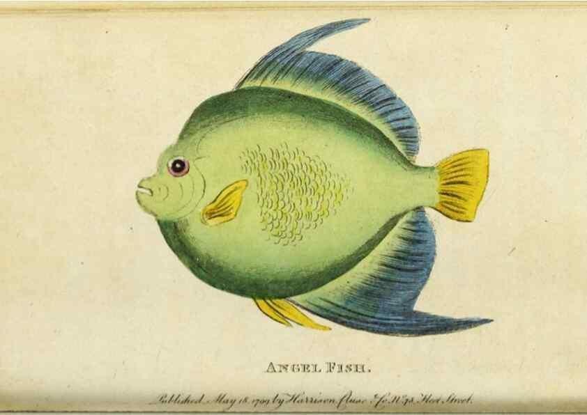 Reproducción/Reproduction 49090864793: The Naturalist's Pocket Magazine or compleat cabinet of the curiosities and beauties of nature.. London.. 