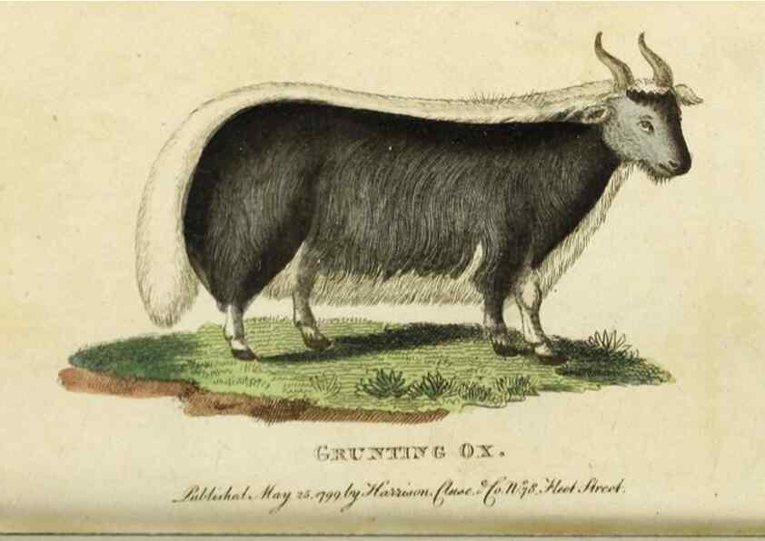 Reproducción/Reproduction 49091579192: The Naturalist's Pocket Magazine or compleat cabinet of the curiosities and beauties of nature.. London.. 