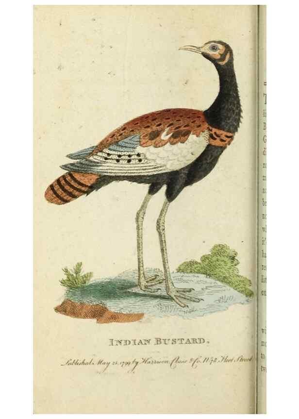 Reproducción/Reproduction 49091377191: The Naturalist's Pocket Magazine or compleat cabinet of the curiosities and beauties of nature.. London.. 