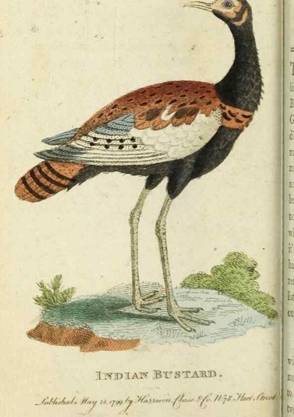 Reproducción/Reproduction 49091377191: The Naturalist's Pocket Magazine or compleat cabinet of the curiosities and beauties of nature.. London.. 