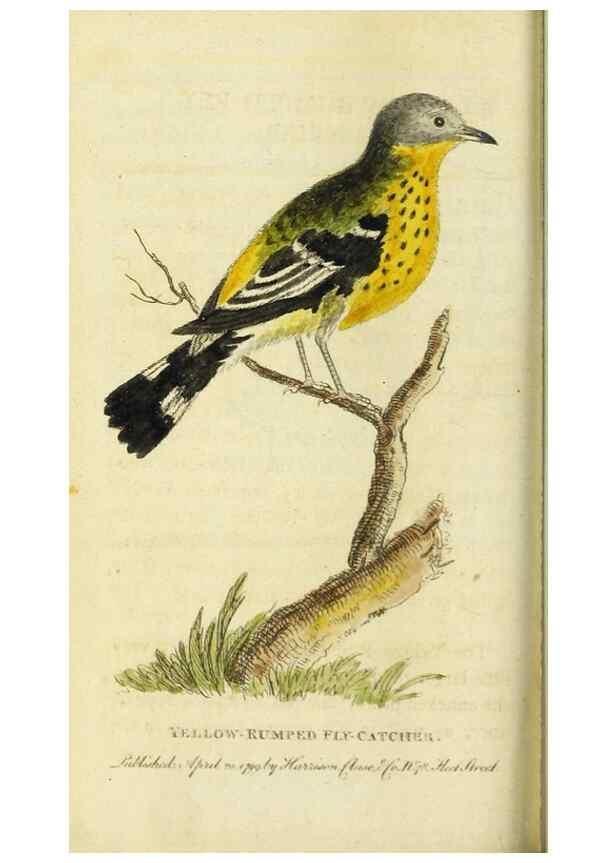 Reproducción/Reproduction 49090860393: The Naturalist's Pocket Magazine or compleat cabinet of the curiosities and beauties of nature.. London.. 