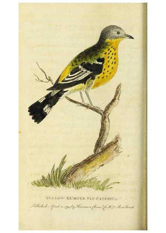 Reproducción/Reproduction 49090860393: The Naturalist's Pocket Magazine or compleat cabinet of the curiosities and beauties of nature.. London.. 