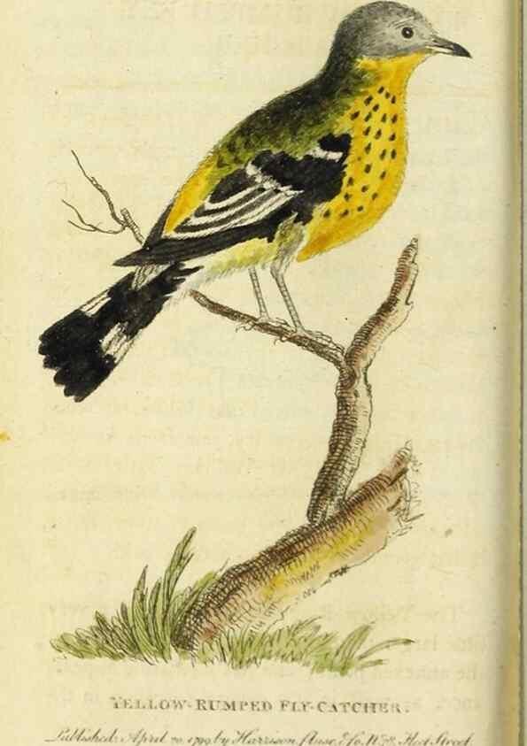 Reproducción/Reproduction 49090860393: The Naturalist's Pocket Magazine or compleat cabinet of the curiosities and beauties of nature.. London.. 