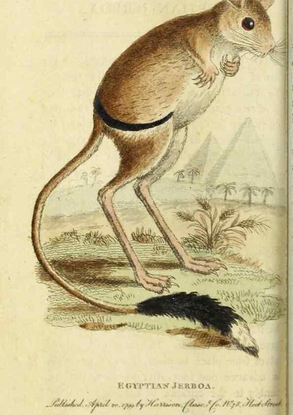 Reproducción/Reproduction 49090860103: The Naturalist's Pocket Magazine or compleat cabinet of the curiosities and beauties of nature.. London.. 
