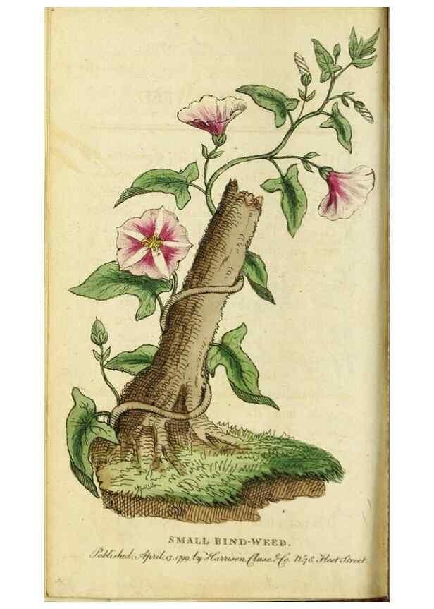 Reproducción/Reproduction 49090859768: The Naturalist's Pocket Magazine or compleat cabinet of the curiosities and beauties of nature.. London.. 