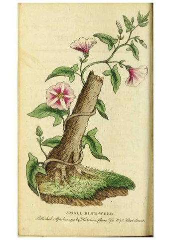 Reproducción/Reproduction 49090859768: The Naturalist's Pocket Magazine or compleat cabinet of the curiosities and beauties of nature.. London.. 