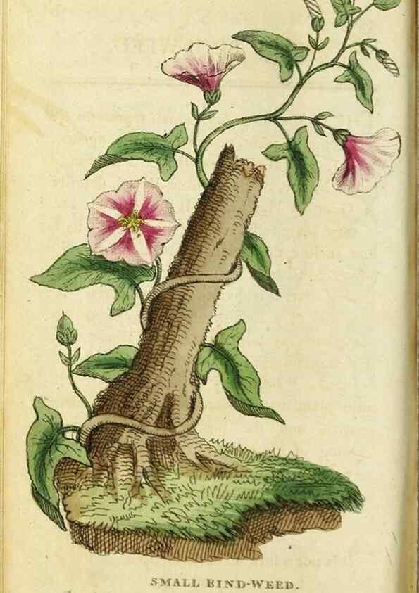 Reproducción/Reproduction 49090859768: The Naturalist's Pocket Magazine or compleat cabinet of the curiosities and beauties of nature.. London.. 