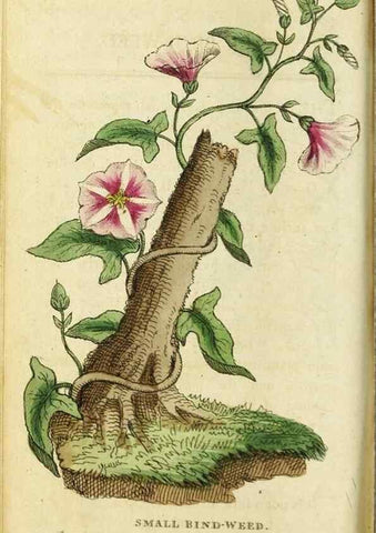 Reproducción/Reproduction 49090859768: The Naturalist's Pocket Magazine or compleat cabinet of the curiosities and beauties of nature.. London.. 