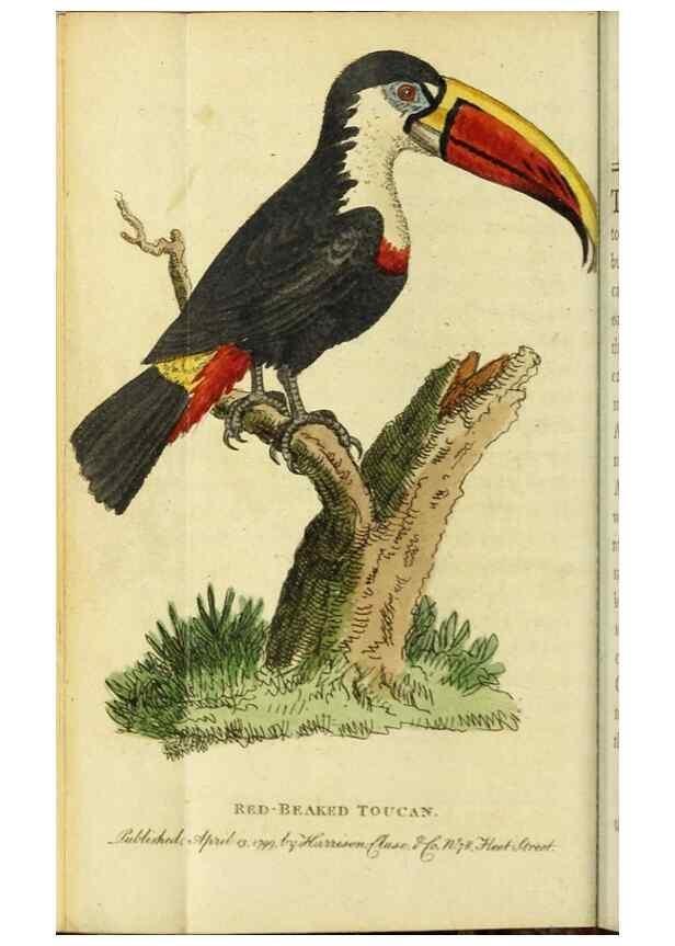 Reproducción/Reproduction 49091573672: The Naturalist's Pocket Magazine or compleat cabinet of the curiosities and beauties of nature.. London.. 