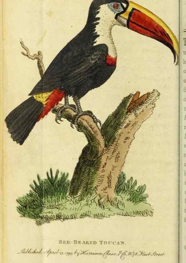 Reproducción/Reproduction 49091573672: The Naturalist's Pocket Magazine or compleat cabinet of the curiosities and beauties of nature.. London.. 