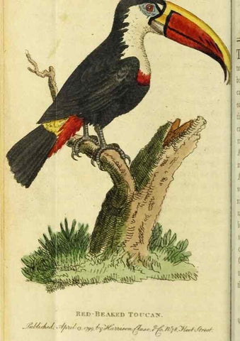 Reproducción/Reproduction 49091573672: The Naturalist's Pocket Magazine or compleat cabinet of the curiosities and beauties of nature.. London.. 