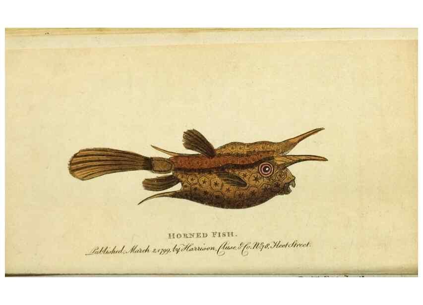 Reproducción/Reproduction 49090847833: The Naturalist's Pocket Magazine or compleat cabinet of the curiosities and beauties of nature.. London.. 