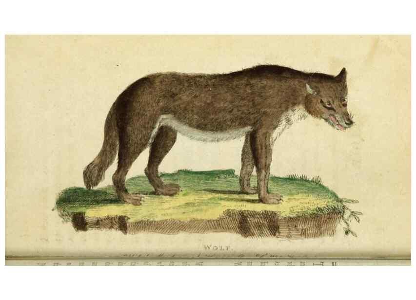 Reproducción/Reproduction 49091562487: The Naturalist's Pocket Magazine or compleat cabinet of the curiosities and beauties of nature.. London.. 