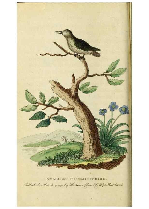 Reproducción/Reproduction 49091360036: The Naturalist's Pocket Magazine or compleat cabinet of the curiosities and beauties of nature.. London.. 
