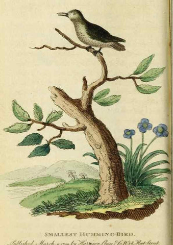 Reproducción/Reproduction 49091360036: The Naturalist's Pocket Magazine or compleat cabinet of the curiosities and beauties of nature.. London.. 