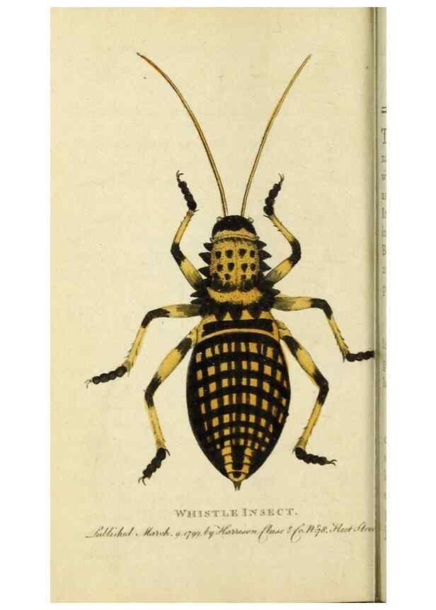 Reproducción/Reproduction 49090848733: The Naturalist's Pocket Magazine or compleat cabinet of the curiosities and beauties of nature.. London.. 