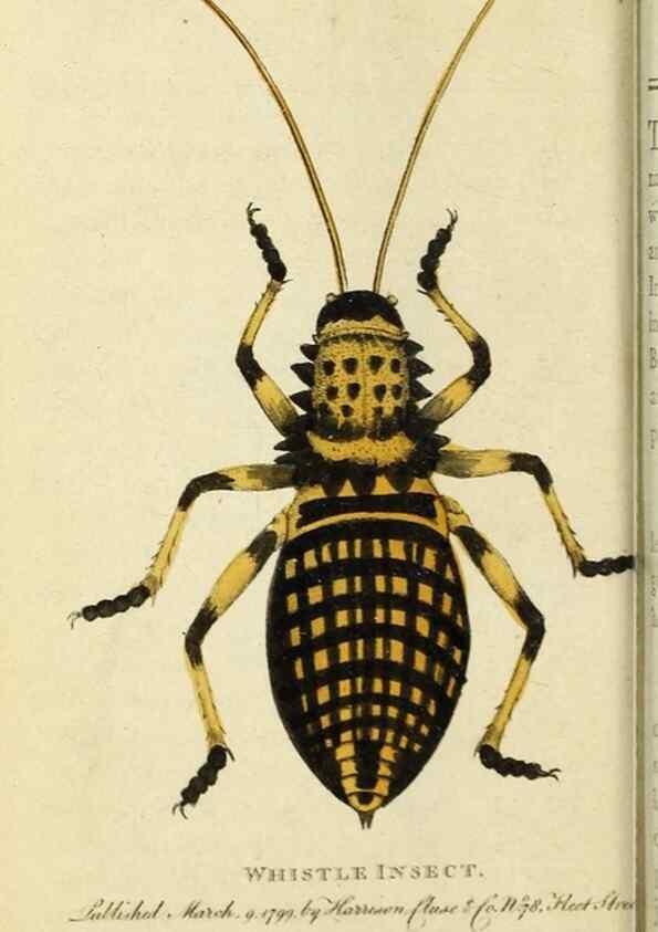 Reproducción/Reproduction 49090848733: The Naturalist's Pocket Magazine or compleat cabinet of the curiosities and beauties of nature.. London.. 