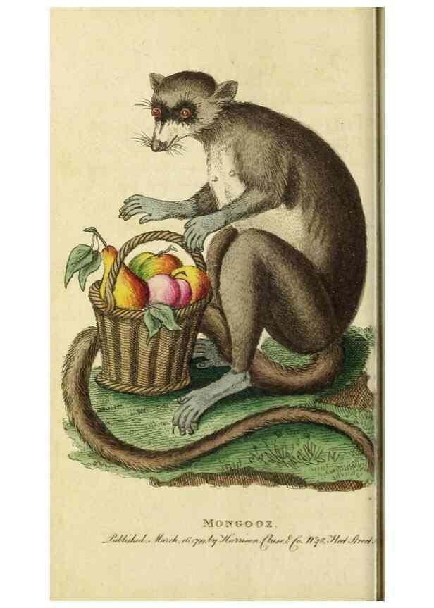 Reproducción/Reproduction 49090849048: The Naturalist's Pocket Magazine or compleat cabinet of the curiosities and beauties of nature.. London.. 