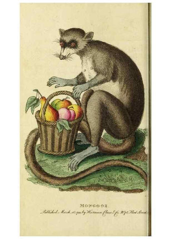Reproducción/Reproduction 49090849048: The Naturalist's Pocket Magazine or compleat cabinet of the curiosities and beauties of nature.. London.. 