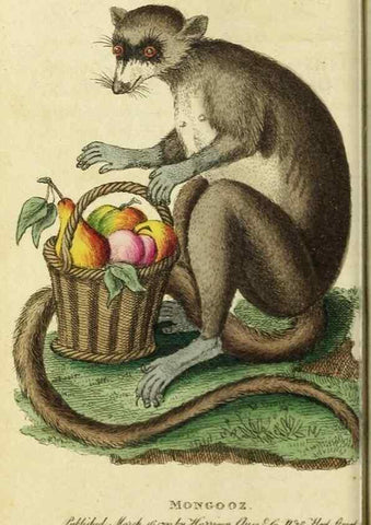 Reproducción/Reproduction 49090849048: The Naturalist's Pocket Magazine or compleat cabinet of the curiosities and beauties of nature.. London.. 