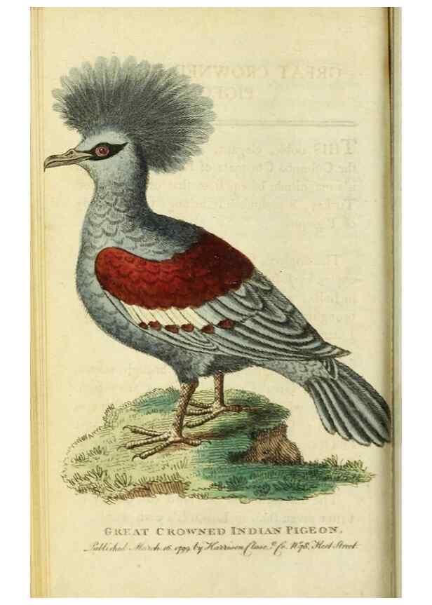 Reproducción/Reproduction 49091361121: The Naturalist's Pocket Magazine or compleat cabinet of the curiosities and beauties of nature.. London.. 