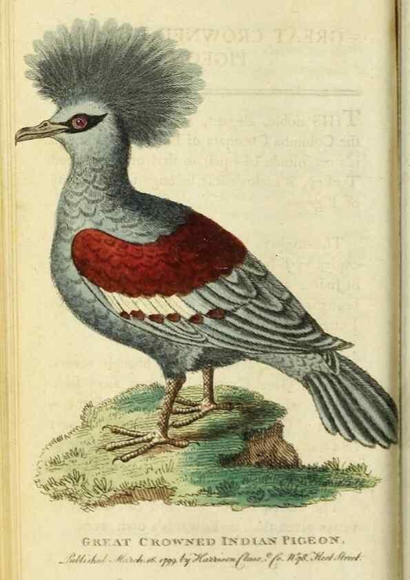 Reproducción/Reproduction 49091361121: The Naturalist's Pocket Magazine or compleat cabinet of the curiosities and beauties of nature.. London.. 