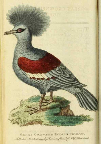 Reproducción/Reproduction 49091361121: The Naturalist's Pocket Magazine or compleat cabinet of the curiosities and beauties of nature.. London.. 