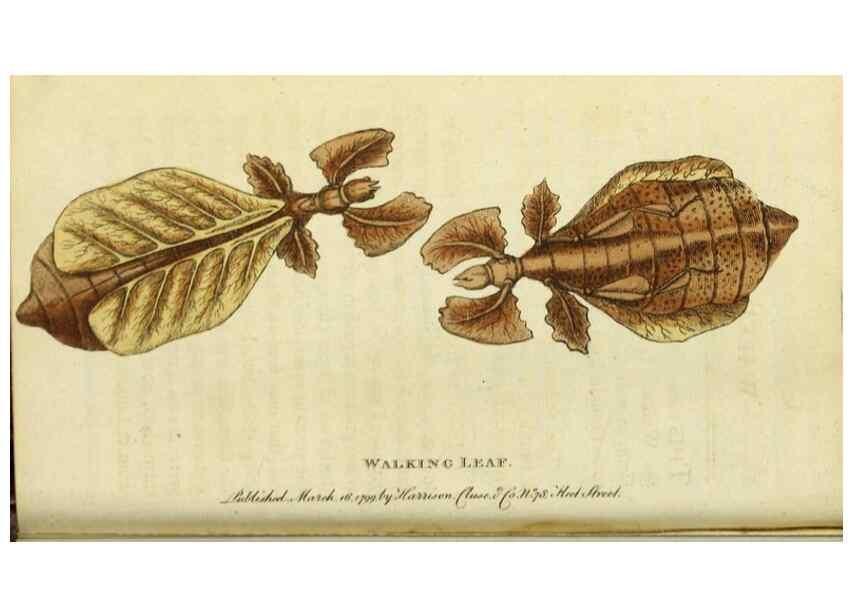 Reproducción/Reproduction 49091563912: The Naturalist's Pocket Magazine or compleat cabinet of the curiosities and beauties of nature.. London.. 